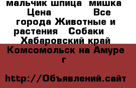 мальчик шпица (мишка) › Цена ­ 55 000 - Все города Животные и растения » Собаки   . Хабаровский край,Комсомольск-на-Амуре г.